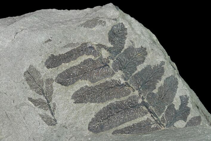 Pennsylvanian Fossil Fern (Neuropteris) Plate - Kentucky #142404